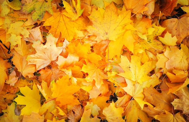 Feuilles d'érable colorées d'automne orange, rouge et jaune comme arrière-plan extérieur.