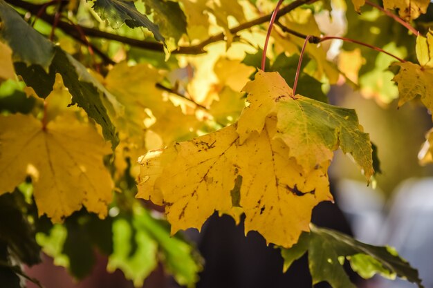 Photo feuilles d'érable colorées en automne