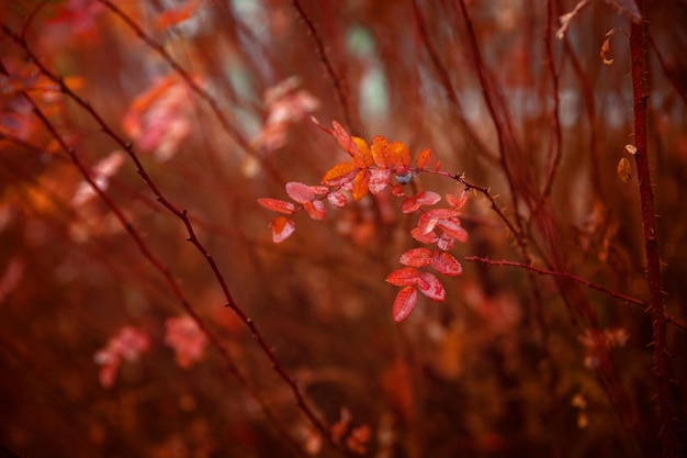 Feuilles d'érable colorées. Beau fond naturel. Fond de texture abstraite. Notion naturelle.