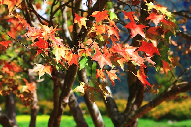 Feuilles d'érable colorées poussant sur les branches