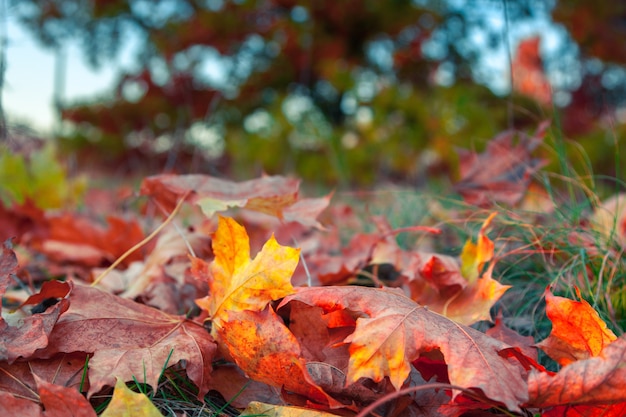 Feuilles d'érable colorées tombées couchées sur l'herbe dans le parc