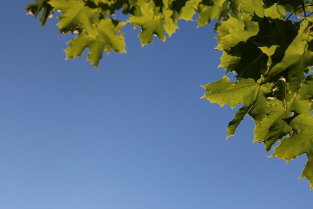 Feuilles d'érable contre le ciel