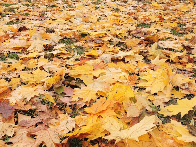 Les feuilles d'érable de différentes tailles et couleurs forment une couche dense sur l'herbe