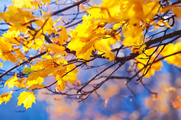 Feuilles d'érable doré sur les branches contre le ciel bleu