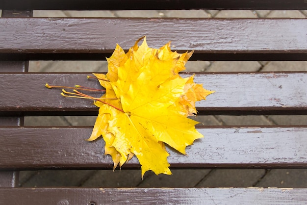 Feuilles d'érable dorées humides et vibrantes sur un banc en bois brun dans le parc d'automne