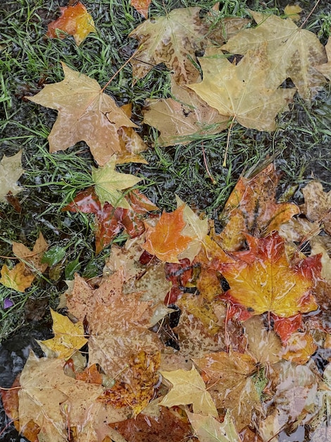 Feuilles d&#39;érable sur l&#39;eau