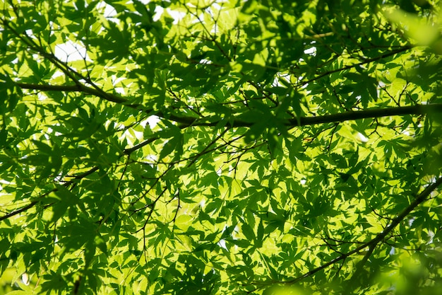 Feuilles d'érable d'été.