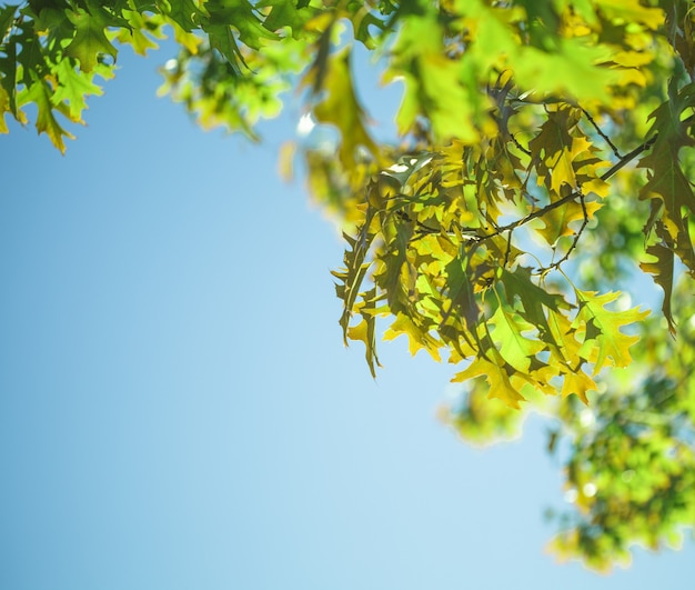 Feuilles d'érable sur fond de ciel bleu