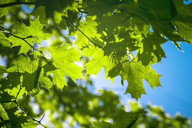 Feuilles d'érable et forêt du soleil