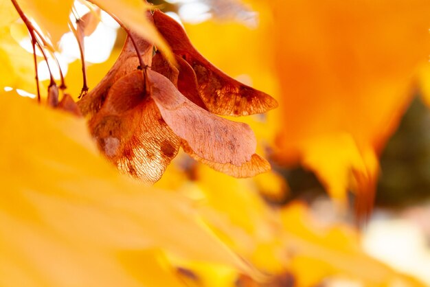 Photo feuilles d'érable et graines d'érabe automne doré dans le parc prise de vue rapprochée