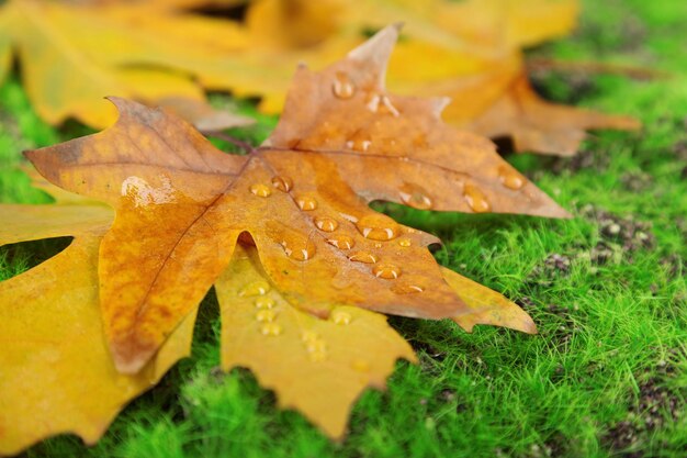 Feuilles d'érable en gros plan du parc