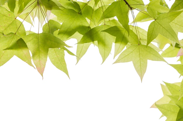 Feuilles d&#39;érable isolés sur fond blanc