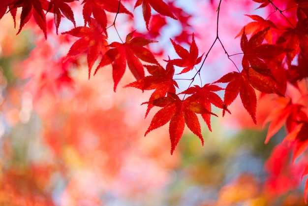Photo feuilles d'érable, japon saison d'automne