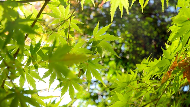Feuilles d&#39;érable japonais vertes avant l&#39;automne.