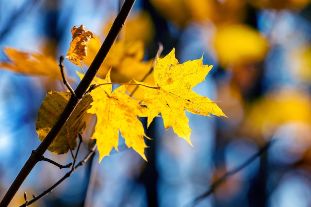 Feuilles d'érable jaune sur un arbre dans la forêt d'automne