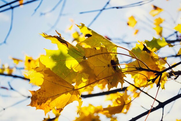 Feuilles d'érable jaune en automne journée ensoleillée fond de ciel bleu