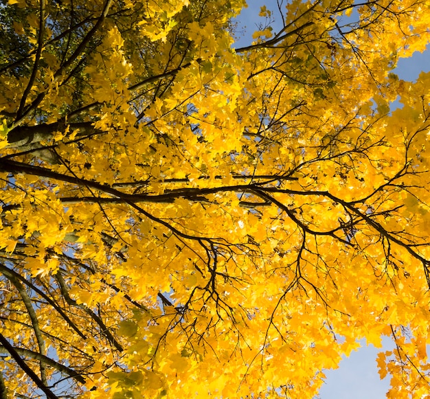 feuilles d'érable jaune sur les branches