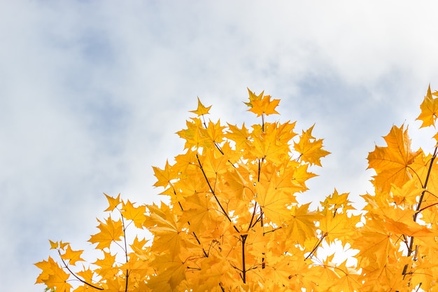 Feuilles d'érable jaune contre un ciel d'automne nuageux