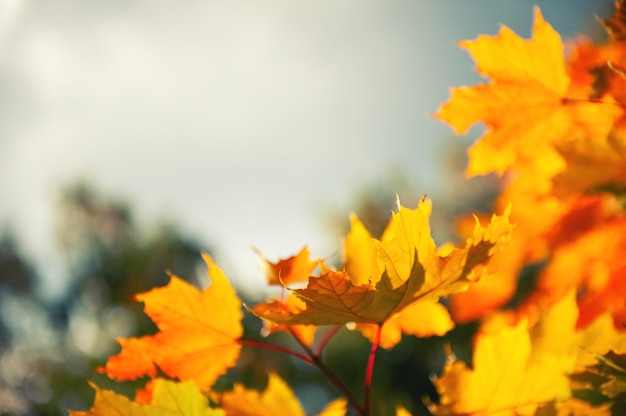 Feuilles d'érable jaune contre le ciel. Beau fond de nature automne. Mise au point sélective