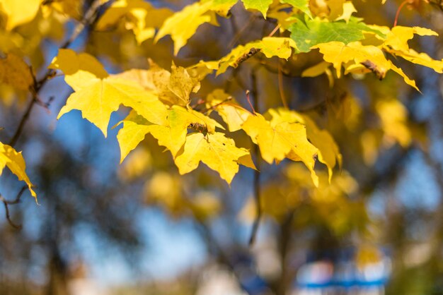 Feuilles d'érable jaune sur une journée ensoleillée Fond d'automne