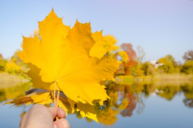 Feuilles d'érable jaune à la main