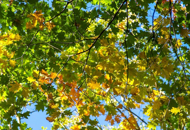 Feuilles d'érable jaune sur un rameau en automne