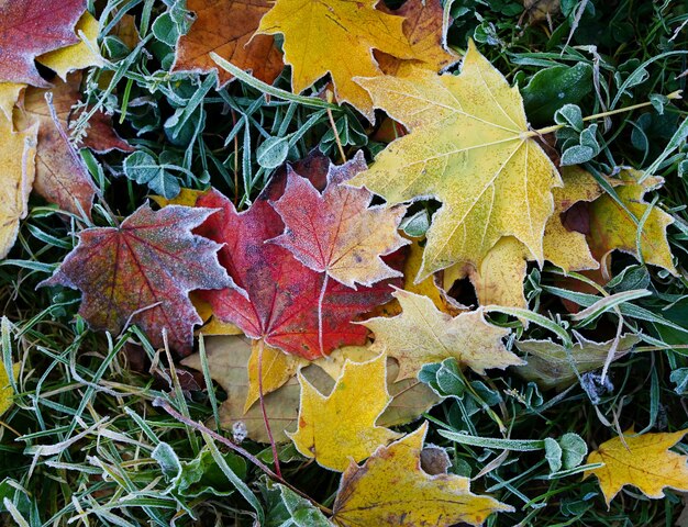 Les feuilles d'érable jaune et rouge sont couvertes de givre les premières gelées