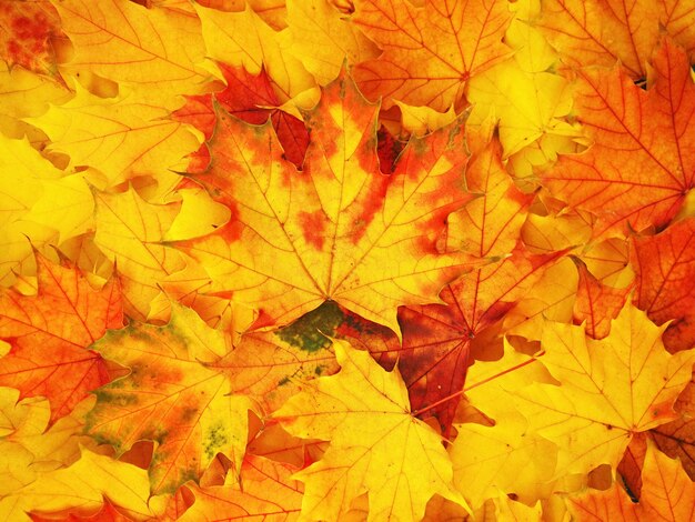 Feuilles d'érable jaune et rouge vif fond d'automne