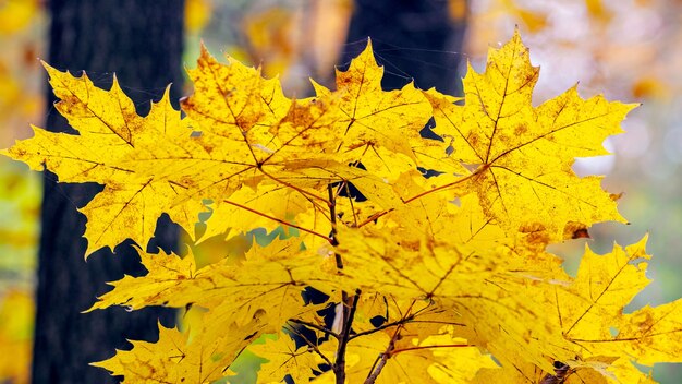 Feuilles d'érable jaune se bouchent dans la forêt d'automne