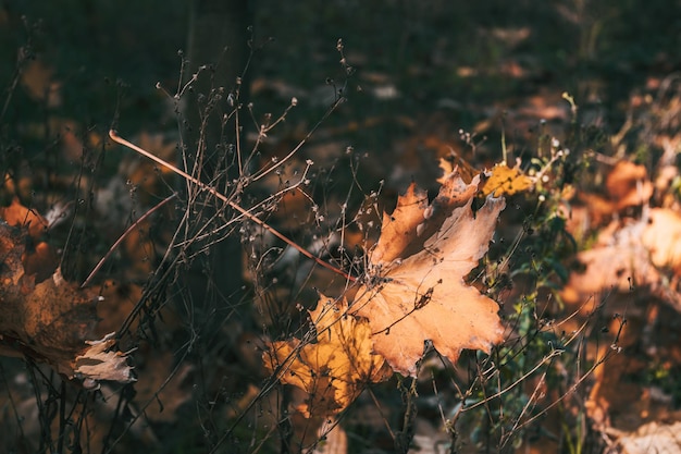 Feuilles d'érable jaunes sur l'herbe sèche. Ambiance d'automne. octobre septembre novembre