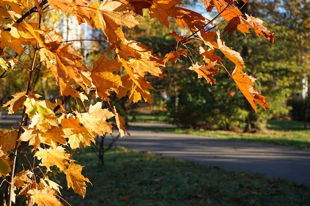 Feuilles d'érable jaunes pendant la saison d'automne avec la lumière du soleil chaude derrière le parc d'automne sur fond flou Vue sur les feuilles d'érable d'automne dorées