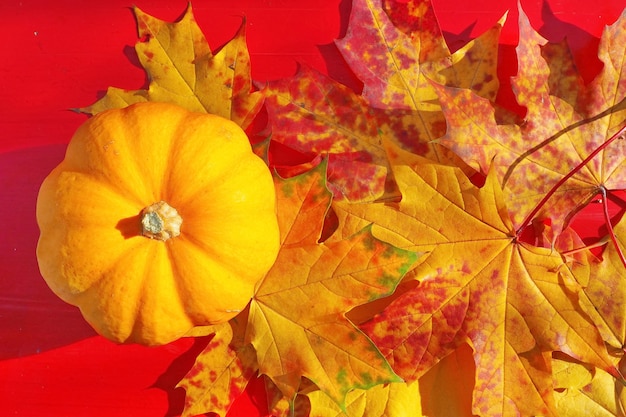 feuilles d'érable jaunes sèches et citrouille sur fond rouge