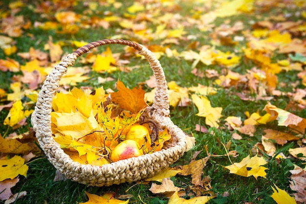 Feuilles d'érable jaunes sèches tombées dans un panier en osier et sur l'herbe, pommes mûres - une ambiance d'automne. Fête de la moisson. Espace de copie. Tapis fait de chute de feuilles.