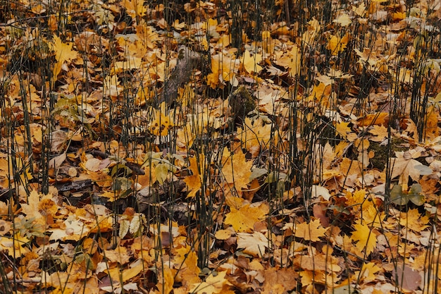 Feuilles d'érable jaunes tombées. Fond d'automne. Tapis de feuilles jaunes