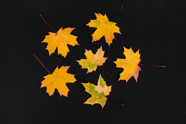 Feuilles d'érable jaunes