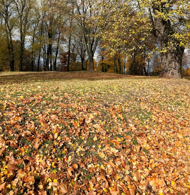 Feuilles d'érable jaunies à l'automne