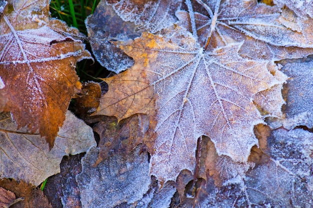 Feuilles d'érable multicolores Fond de feuilles d'érable Feuilles d'érable rouge jaune orange Fond d'automne Feuilles colorées d'automne