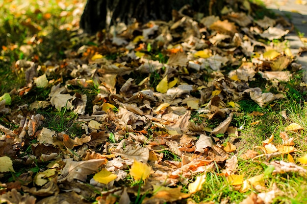 Les feuilles d'érable multicolores se trouvent sur l'herbe.