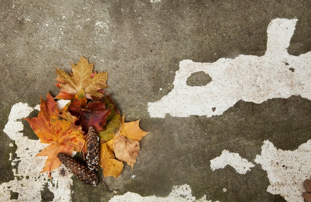 Feuilles d'érable sur le mur de pierre