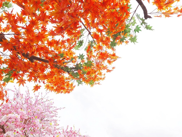 Feuilles d'érable orange et fleurs de fleurs de cerisier sur les branches d'arbres