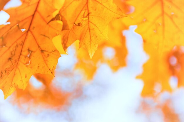 Feuilles d'érable orange sur fond flou de parc d'automne