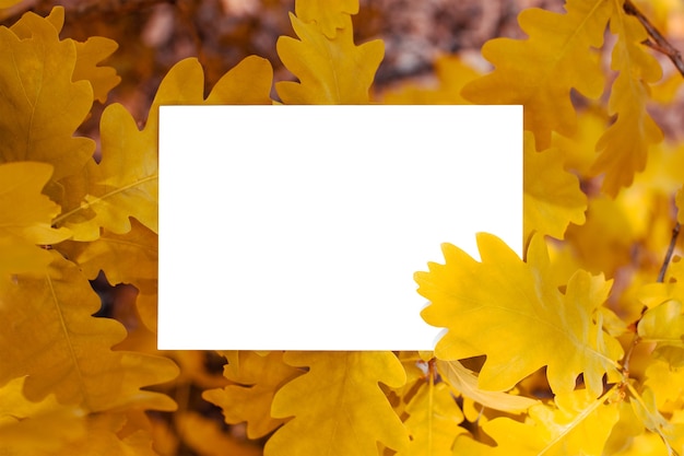 Feuilles d'érable orange avec un papier blanc au milieu