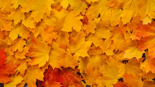 Feuilles d'érable orange séchées en automne