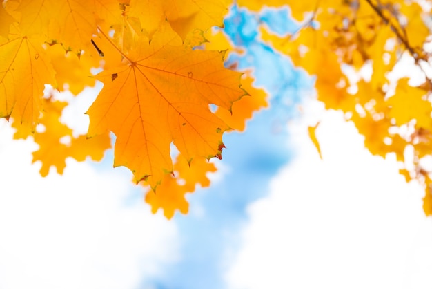 Feuilles d'érable rouge d'automne sur le fond de ciel bleu