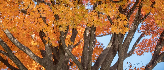 Feuilles d'érable rouge d'automne avec fond de fond.