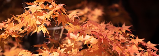 Photo feuilles d'érable rouge d'automne avec fond de fond.