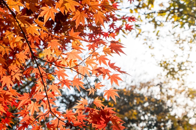 Feuilles d'érable rouge à l'automne