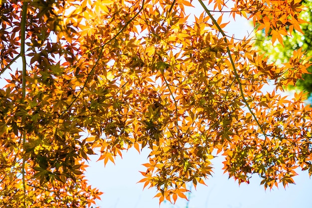 Feuilles d&#39;érable rouge avec un ciel bleu flou, prises au Japon.