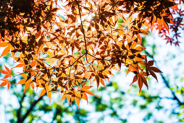 Feuilles D'érable Rouge Avec Un Ciel Bleu Flou, Prises Au Japon.