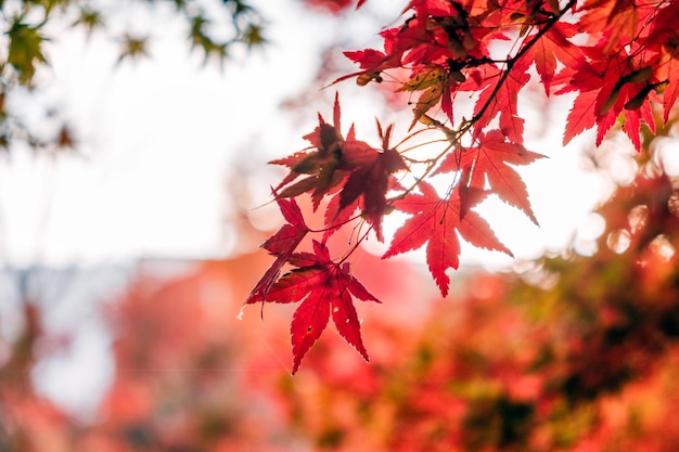 Feuilles d&#39;érable rouge dans le jardin du couloir avec la lumière du soleil floue